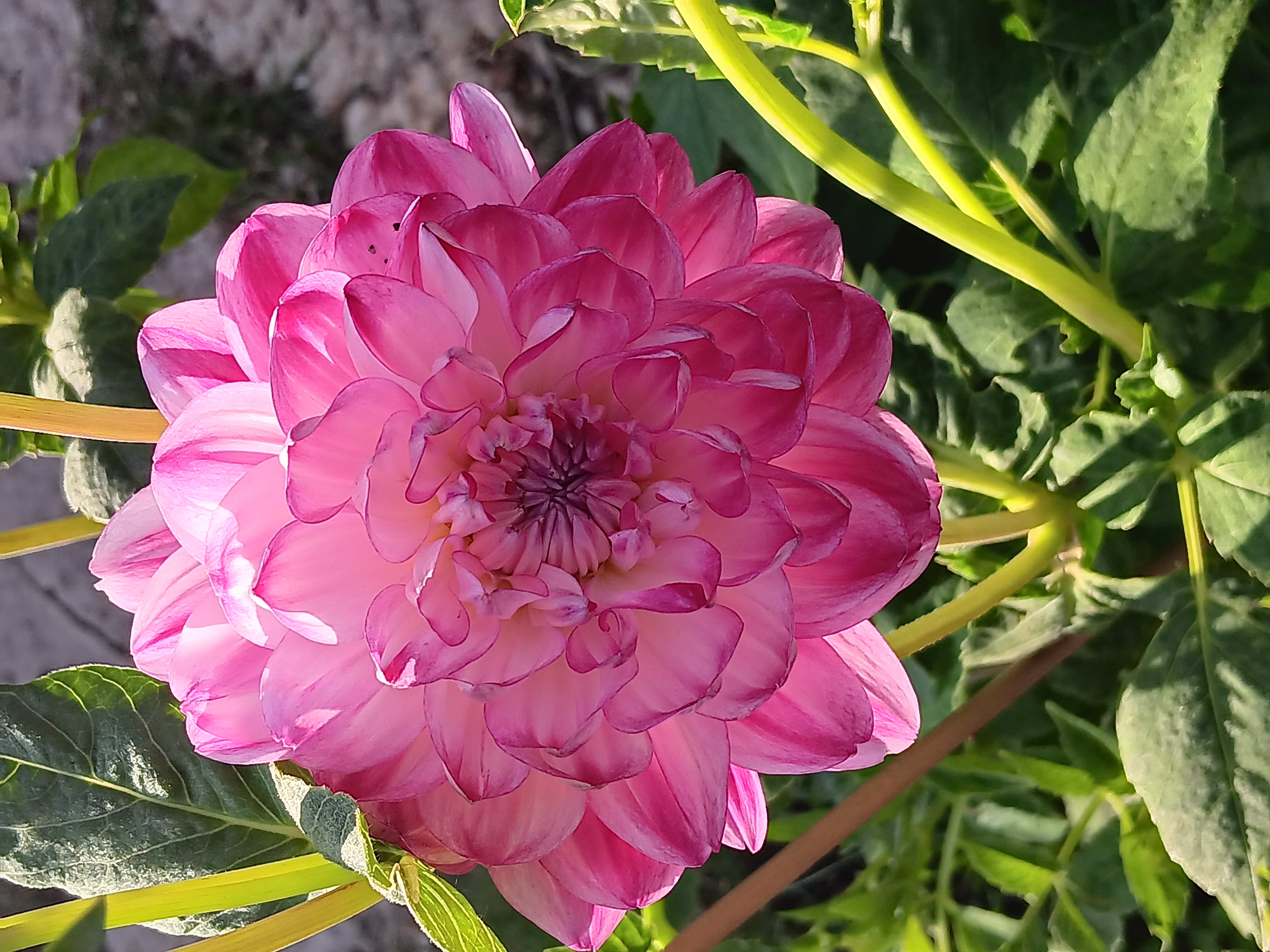 Dahlia Rotad Stickling Hapet Fancy "Näckrosblommande "   - 2