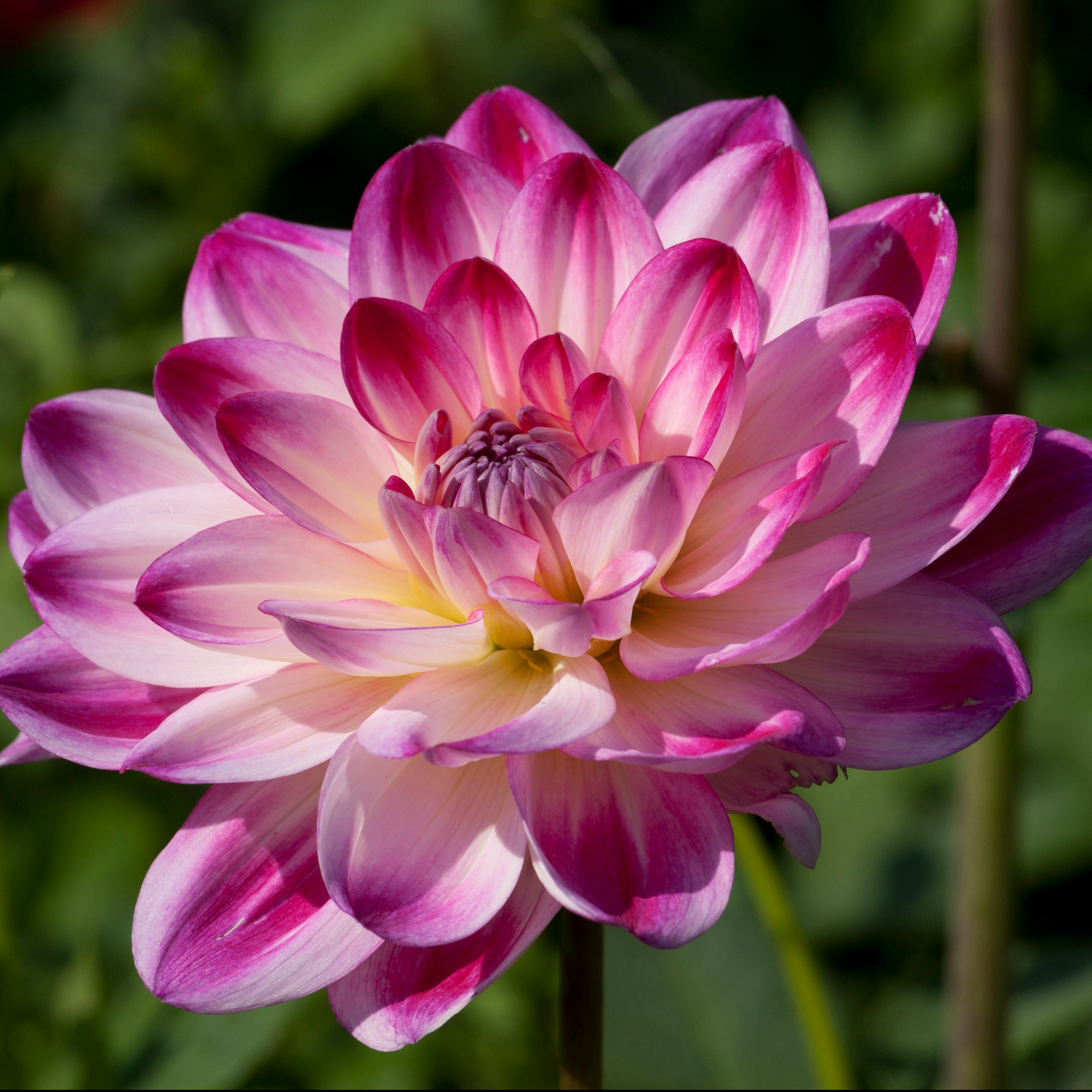 Dahlia Rotad Stickling Hapet Fancy "Näckrosblommande "  