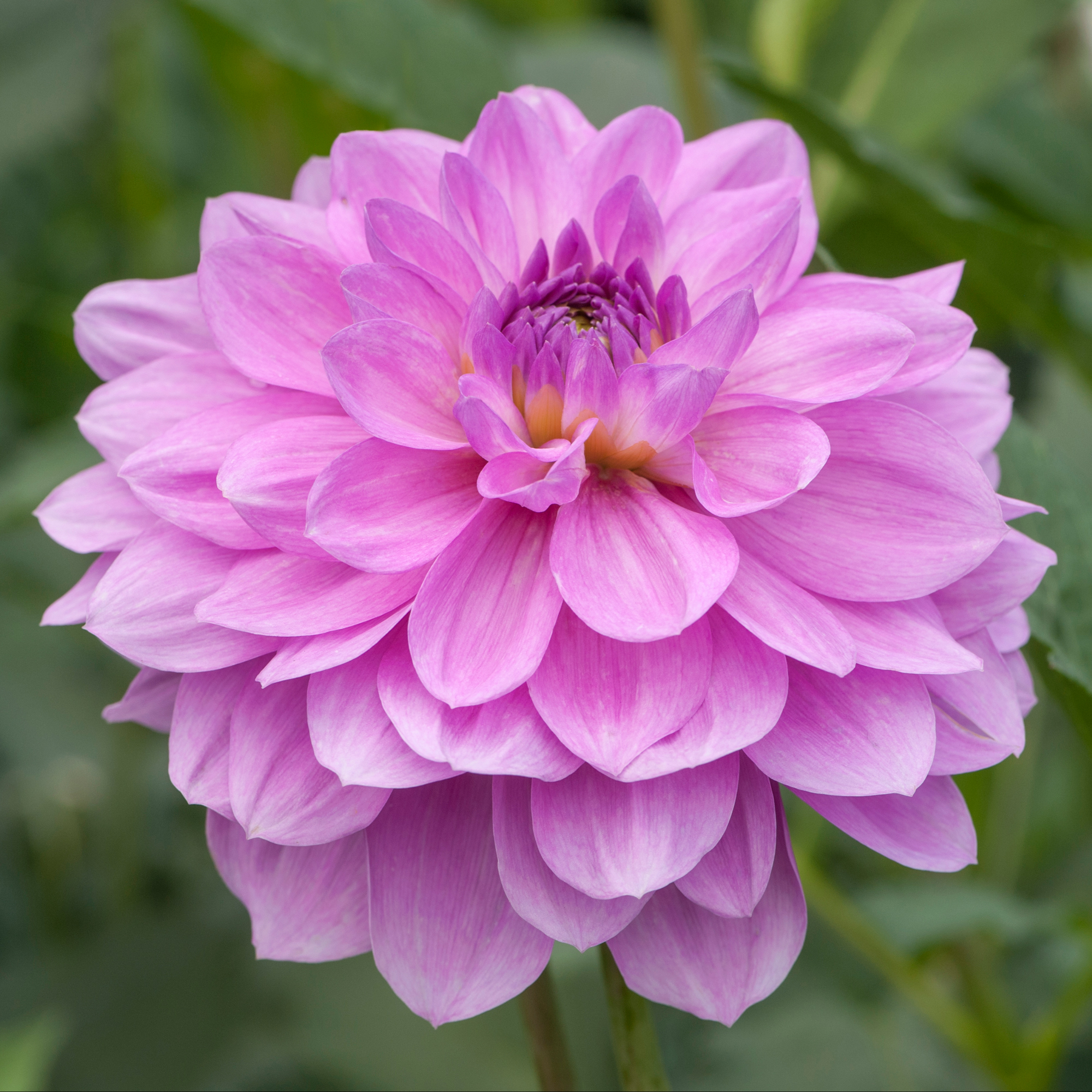 Dahlia Rotad Stickling Hapet Lagoon "Näckrosblommande "  Odlad i Sverige!