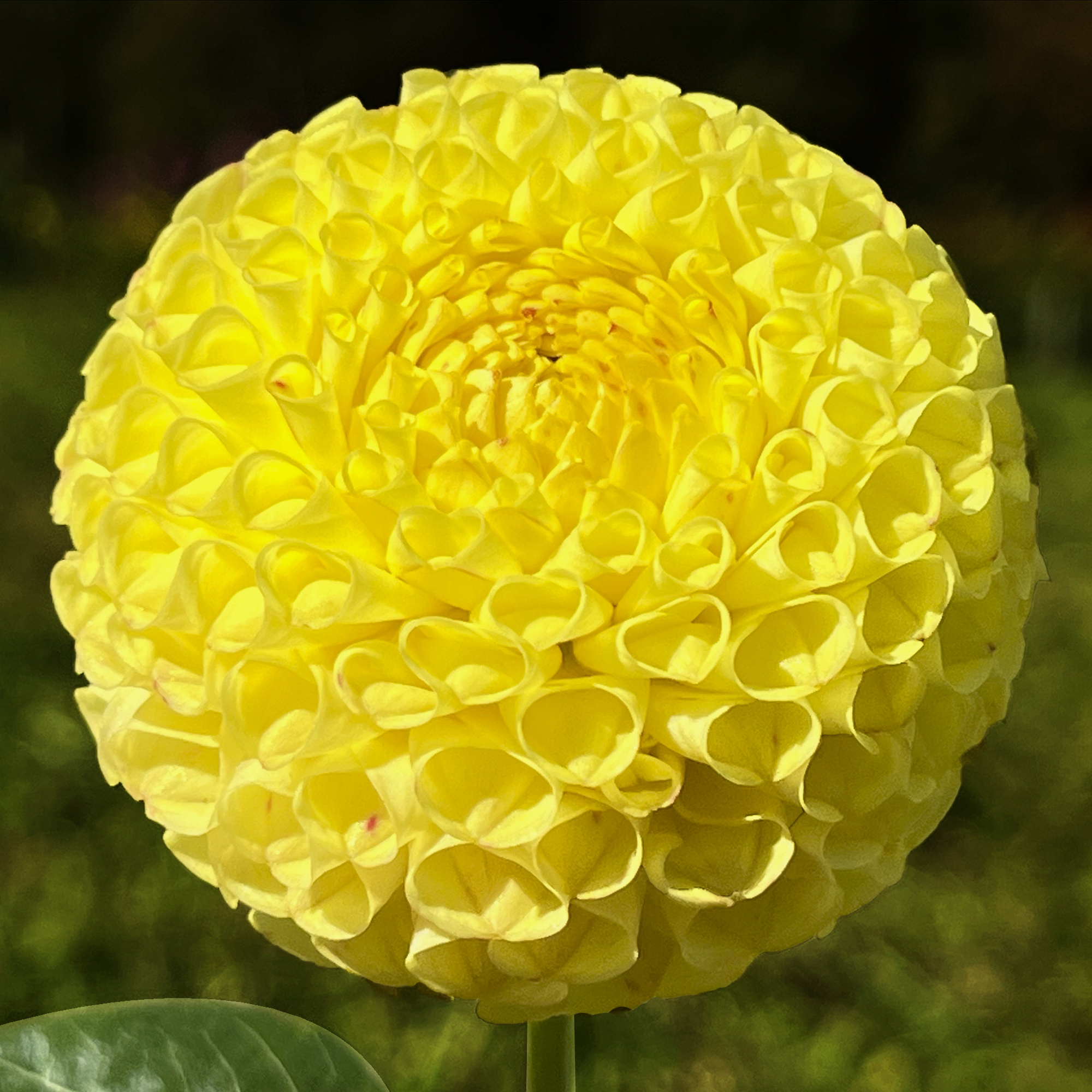 Dahlia Rotad Stickling Hapet Yellow Marble"Pompon"  Odlad i Sverige!