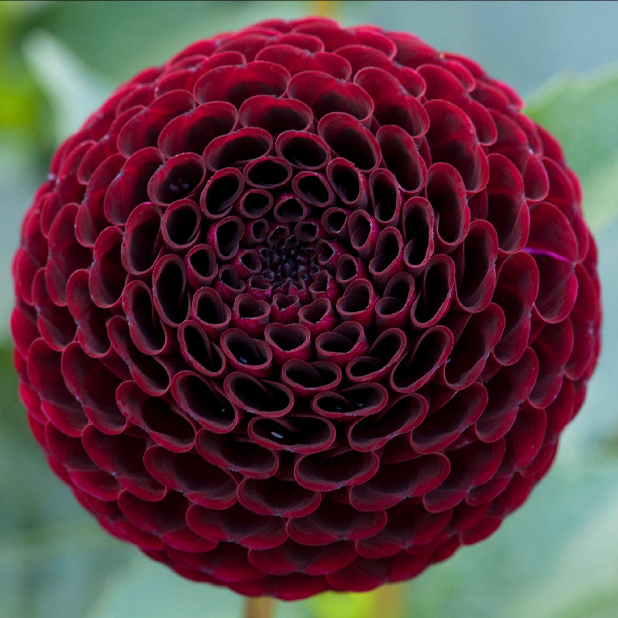 Dahlia Chicken Legs Tisa"Pompon" 