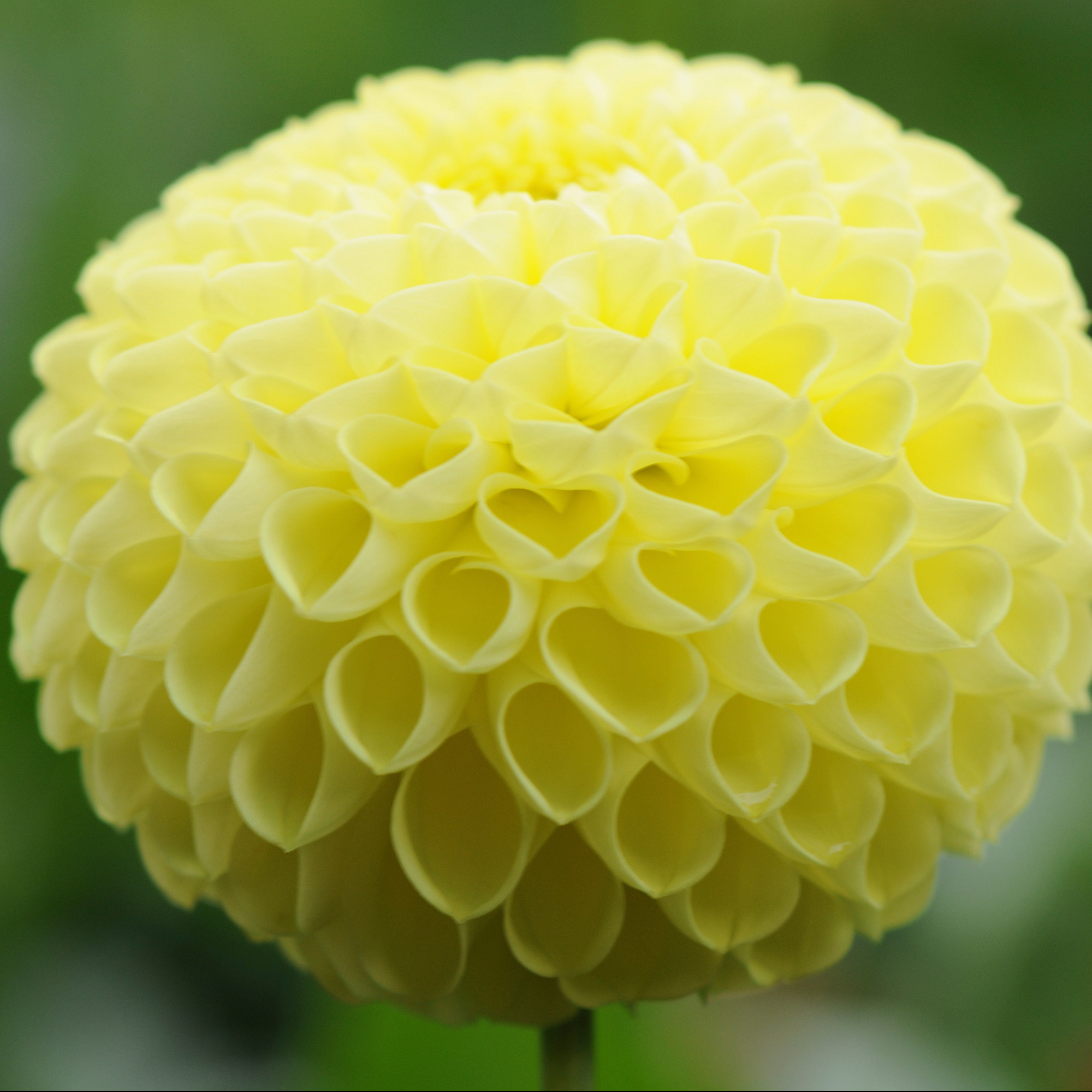 Dahlia Rotad Stickling Hapet Bella "Bolldahlia"Odlad i Sverige!