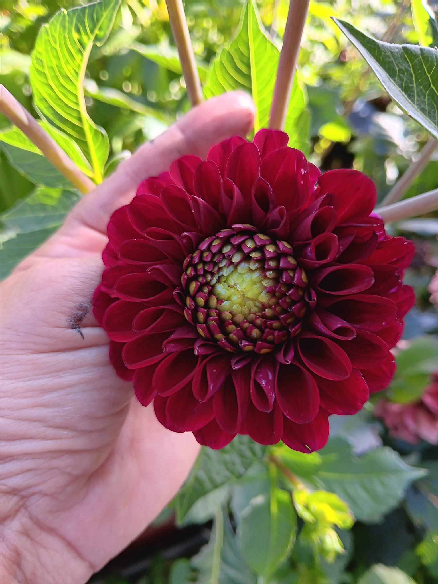 Dahlia Rotad Stickling Hapet Schwarzer Peter "Bolldahlia"  - 2