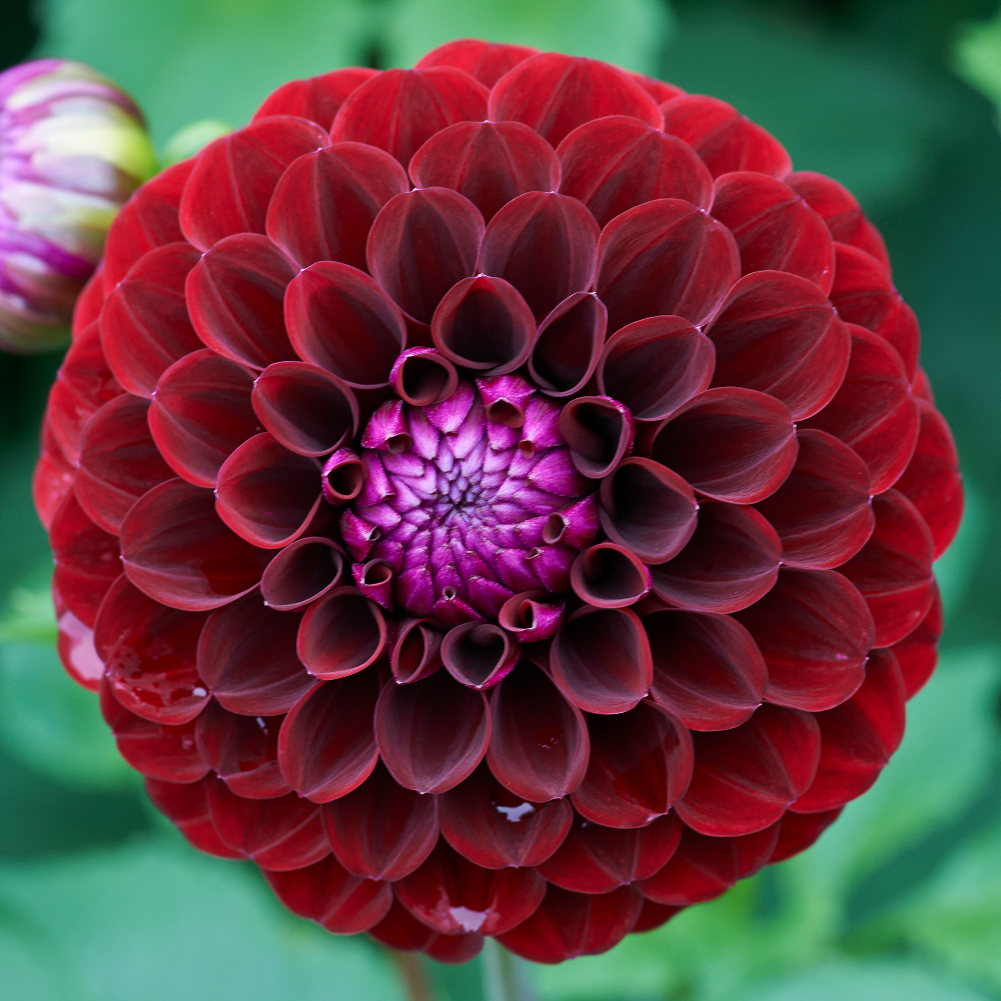 Dahlia Rotad Stickling Hapet Schwarzer Peter "Bolldahlia" 