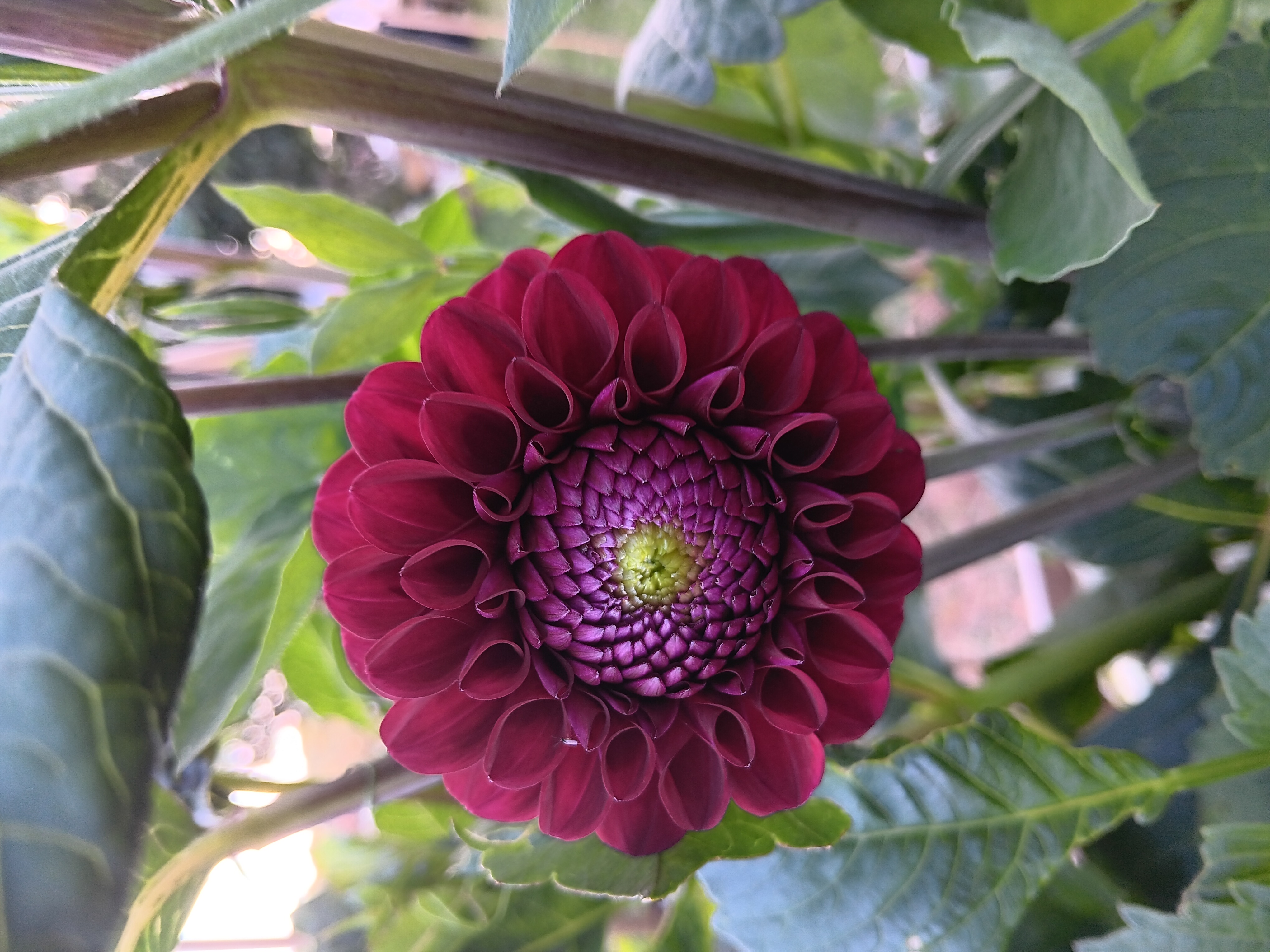 Dahlia Rotad Stickling Hapet Schwarzer Peter "Bolldahlia"  - 3