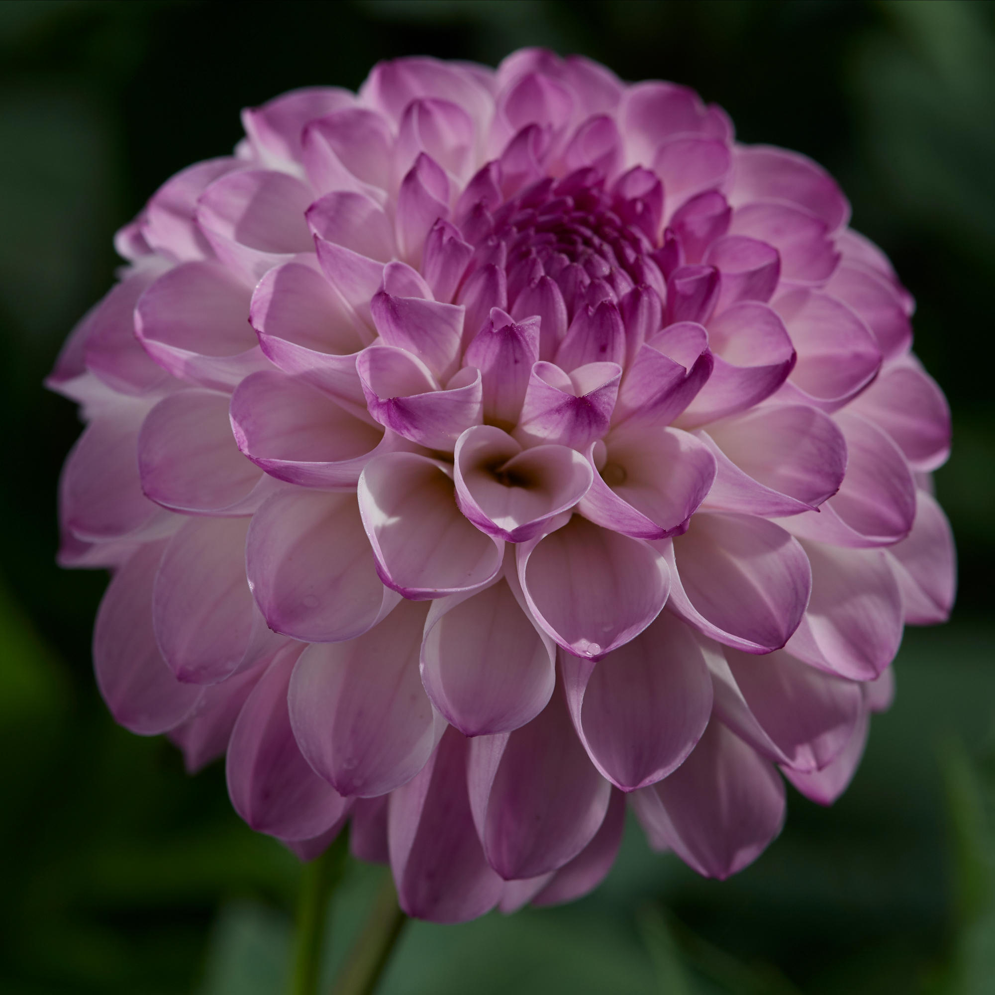 Dahlia Rotad Stickling Treby Dainty"Bolldahlia"Odlad i Sverige!