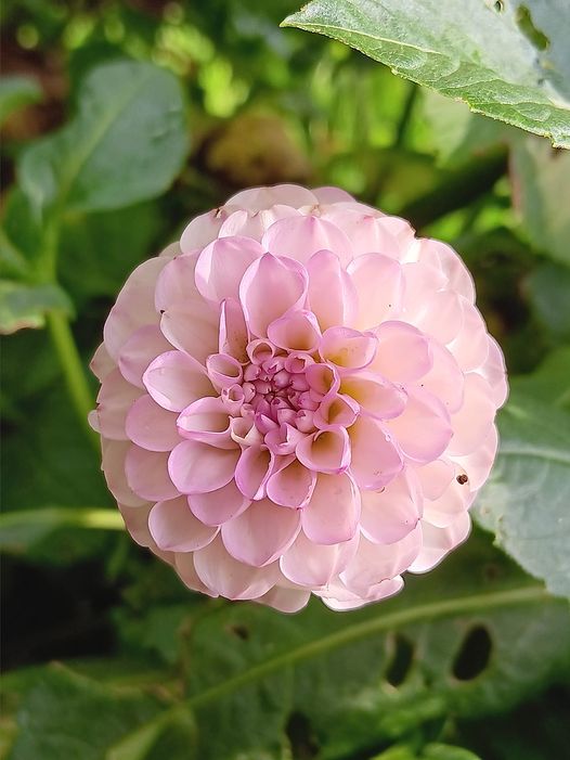 Dahlia Rotad Stickling Treby Dainty"Bolldahlia"Odlad i Sverige! - 2