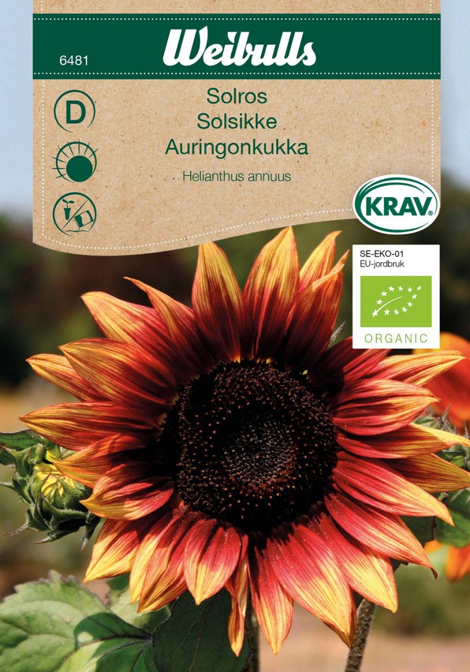 6481, Solros KRAV Röd  Helianthus annuus