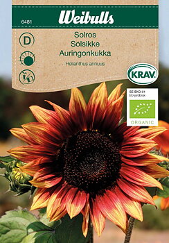 6481, Solros KRAV Röd  Helianthus annuus