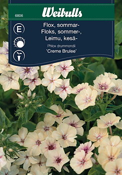 6806, Flox Creme Brulee   Phlox drummondii