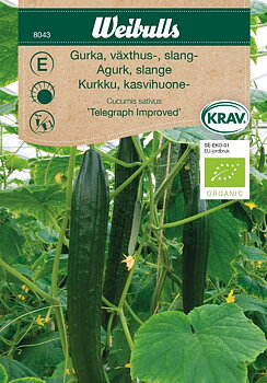8043, Gurka, växthus-KRAV  Telegraph Improved Cucumis sativus