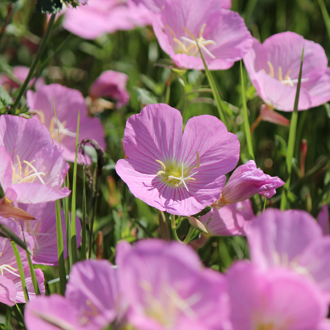 Silvernattljus - Orchid Pink