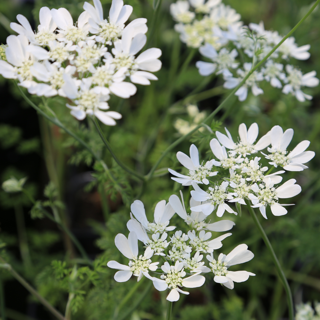 Blomsterklörvel - White Lace