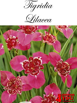 Tigridia Lilacea