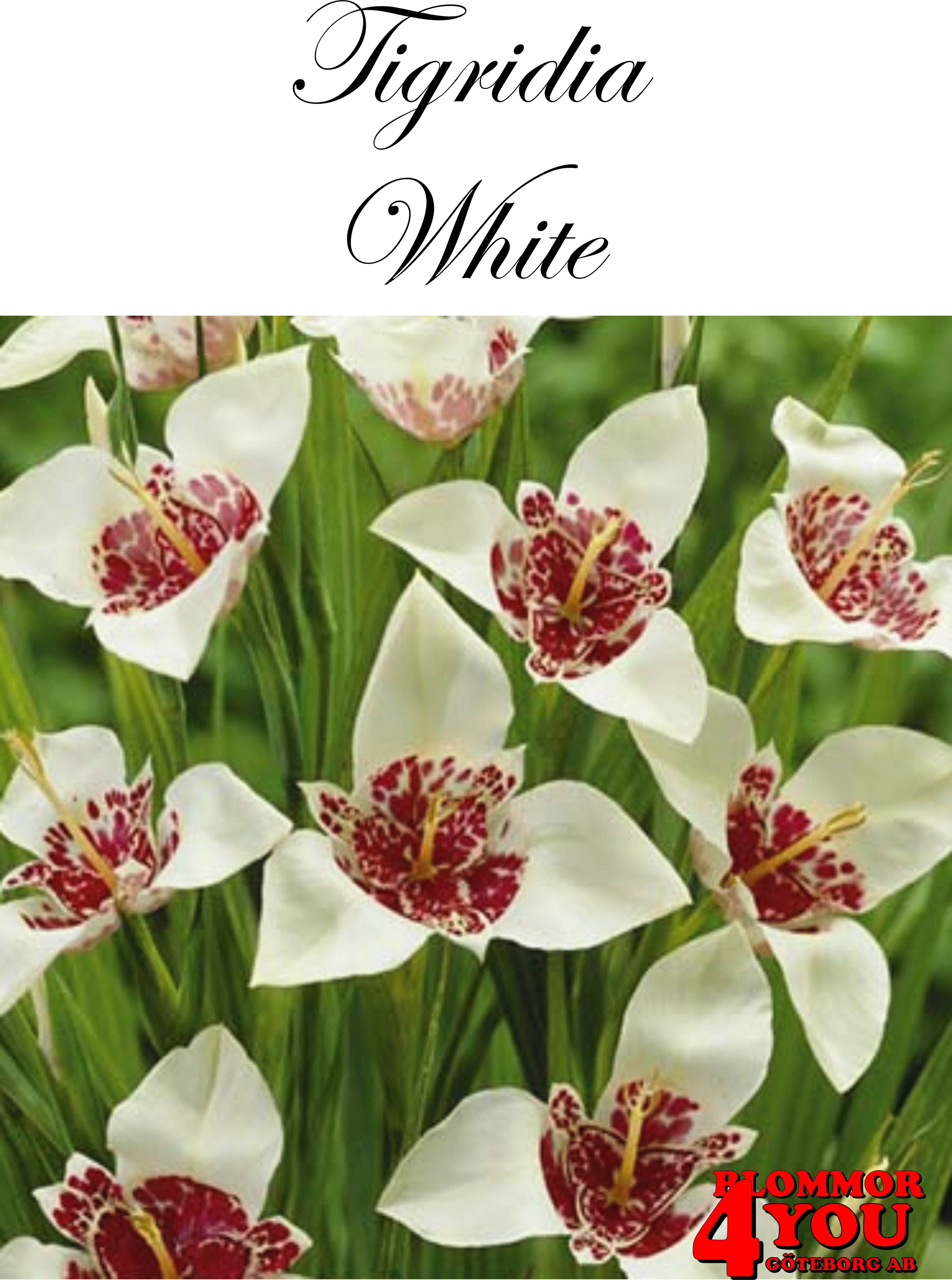 Tigridia White