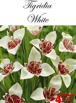 Tigridia White