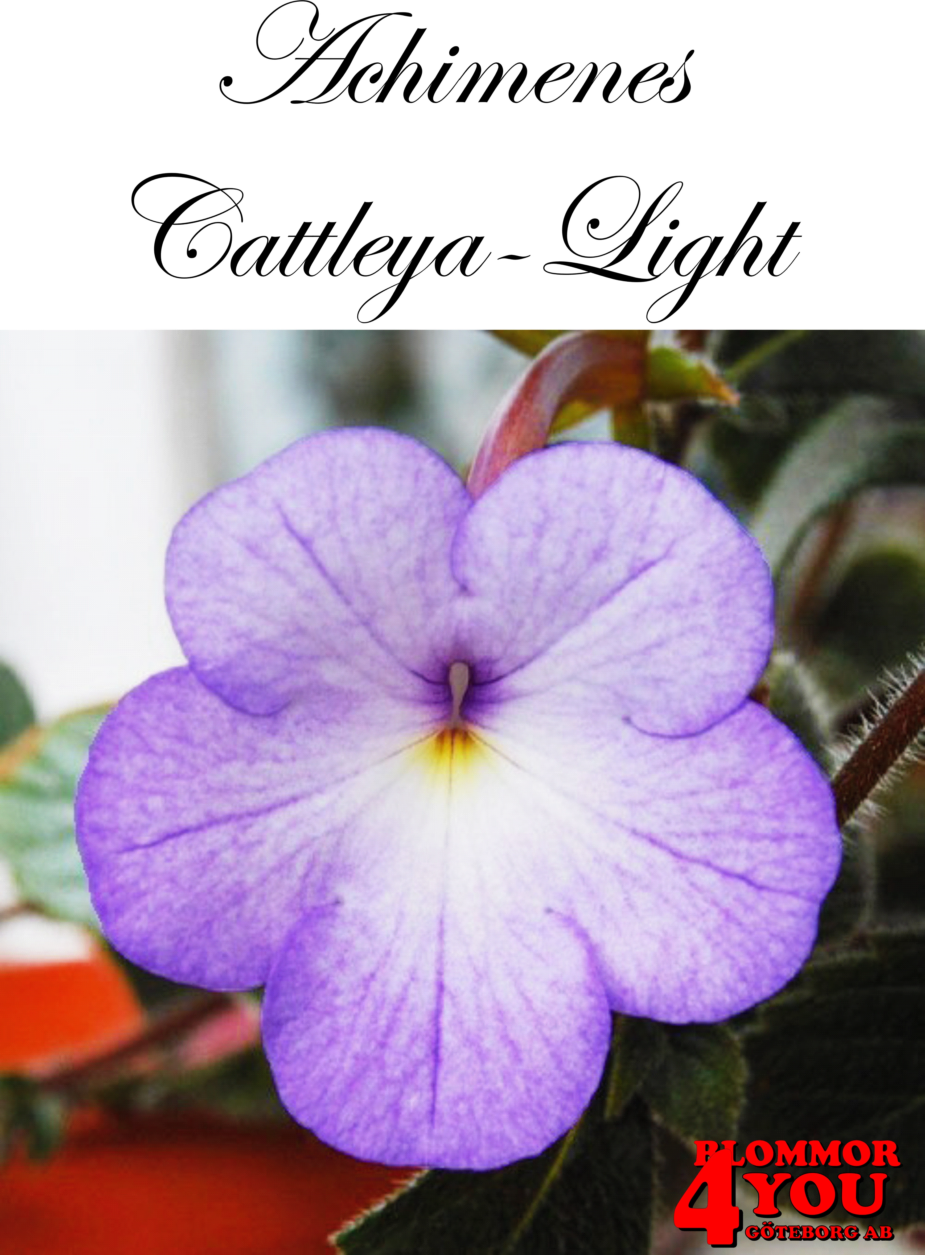 Femöring   Achimenes   Cattleya-Light  10-pack