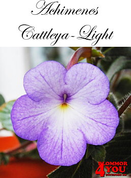 Femöring   Achimenes   Cattleya-Light  10-pack
