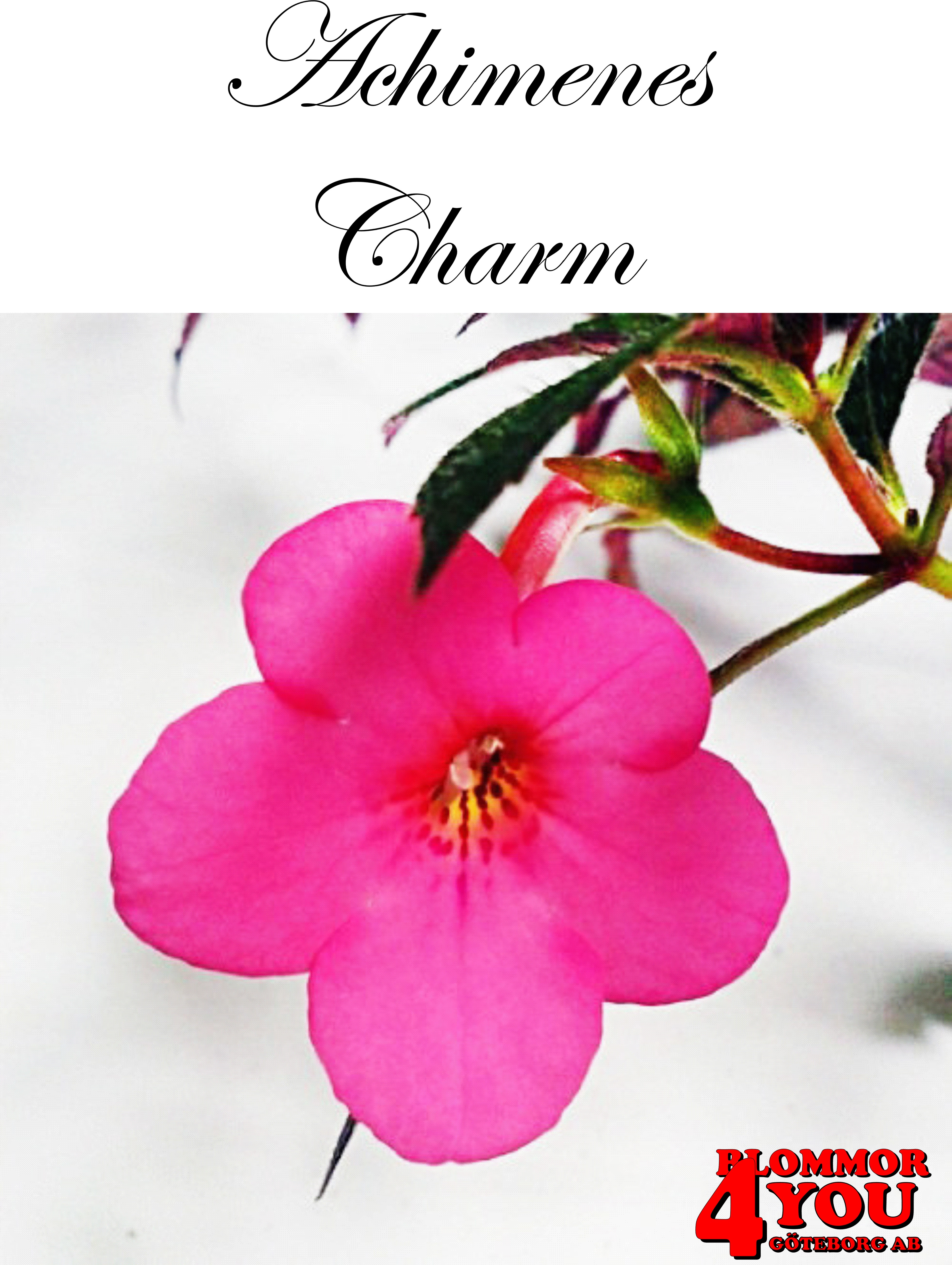 Femöring   Achimenes   Charm  10-pack