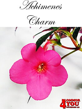 Femöring   Achimenes   Charm  10-pack
