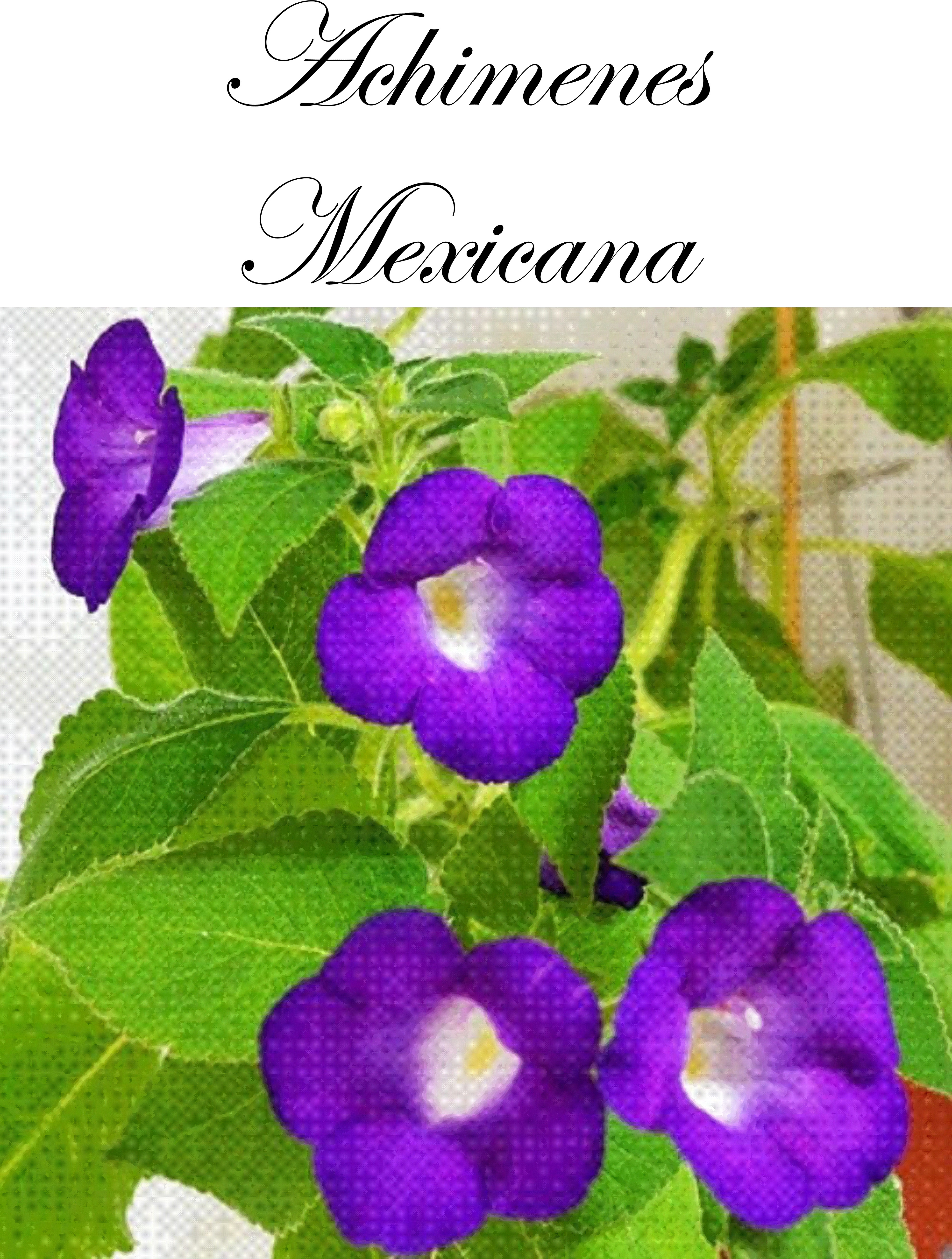 Femöring   Achimenes   Mexicana  10-pack