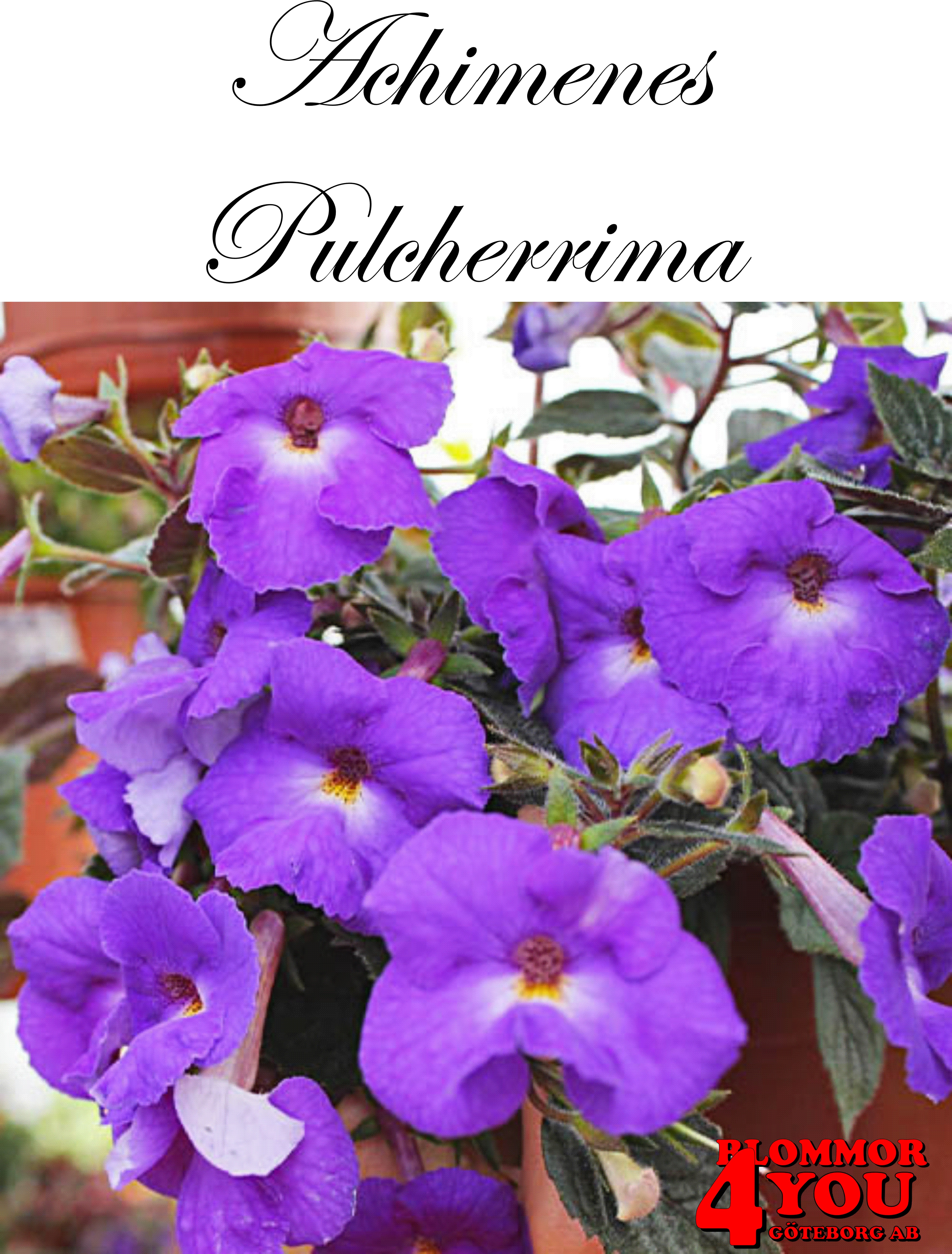 Femöring   Achimenes   Pulcherrima  10-pack