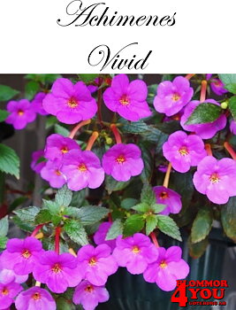 Femöring   Achimenes   Vivid  10-pack