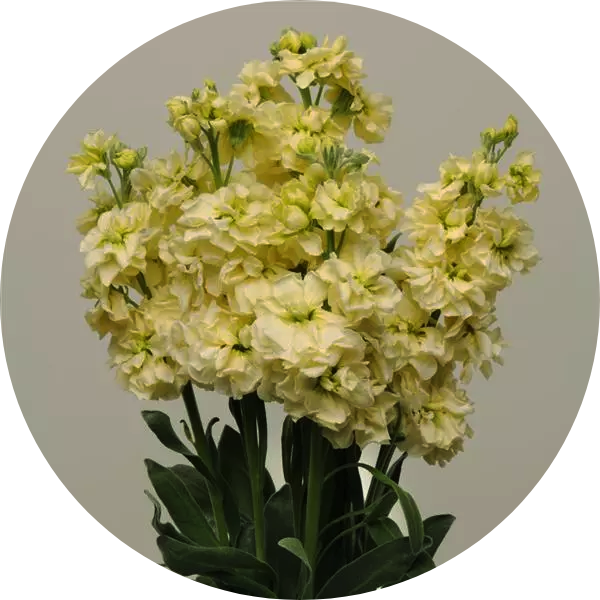 Sommarlövkoja - Yellow Goddess