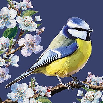 Blue Tits & Blossom, Dubbelvikt Kort