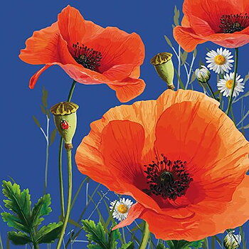 Poppy Field, Dubbelvikt Kort