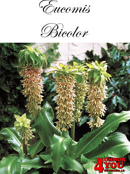 Eucomis   Bicolor