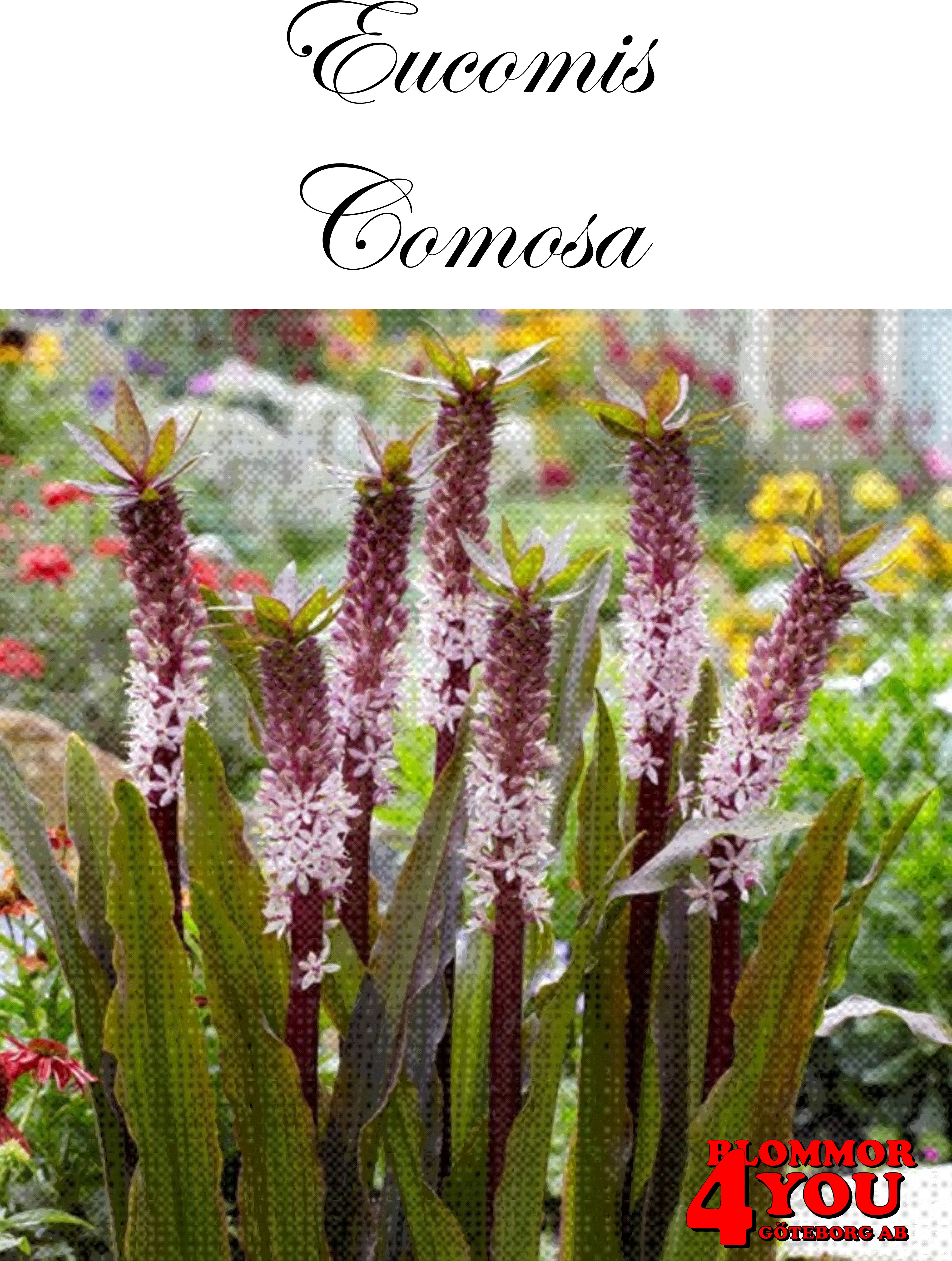 EucomisComosa