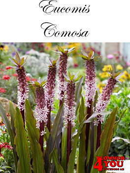 EucomisComosa