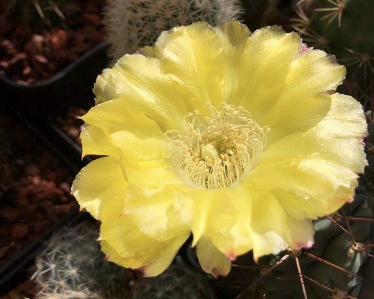 Acanthocalycium thionanthum GC 404.01