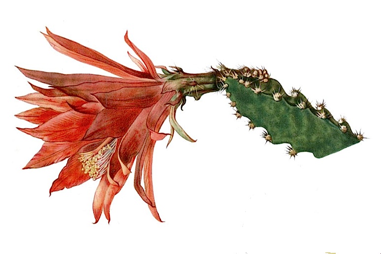 Disocactus speciosus 'elegantissimus'