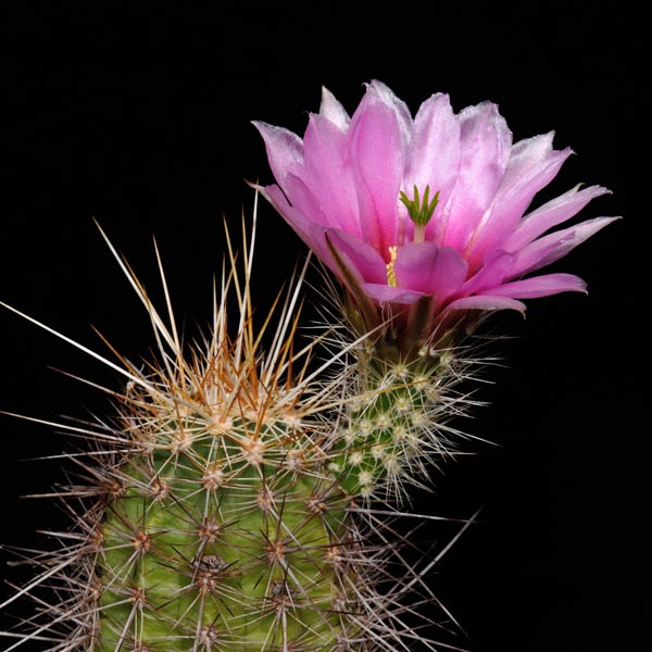 Echinocereus engelmannii (Sa San Francisco, BC)