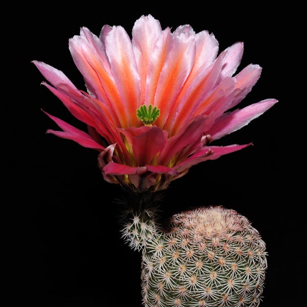 Echinocereus pectinatus (Detras, Mex)