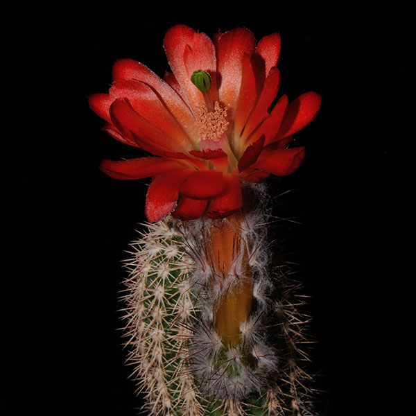 Echinocereus polyacanthus ssp. huitcholensis 'plomosos' (Sinaloa)