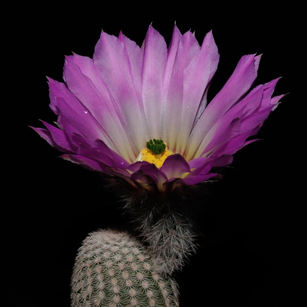 Echinocereus primolanatus (Cuatrocienegas, Coah, Mex)