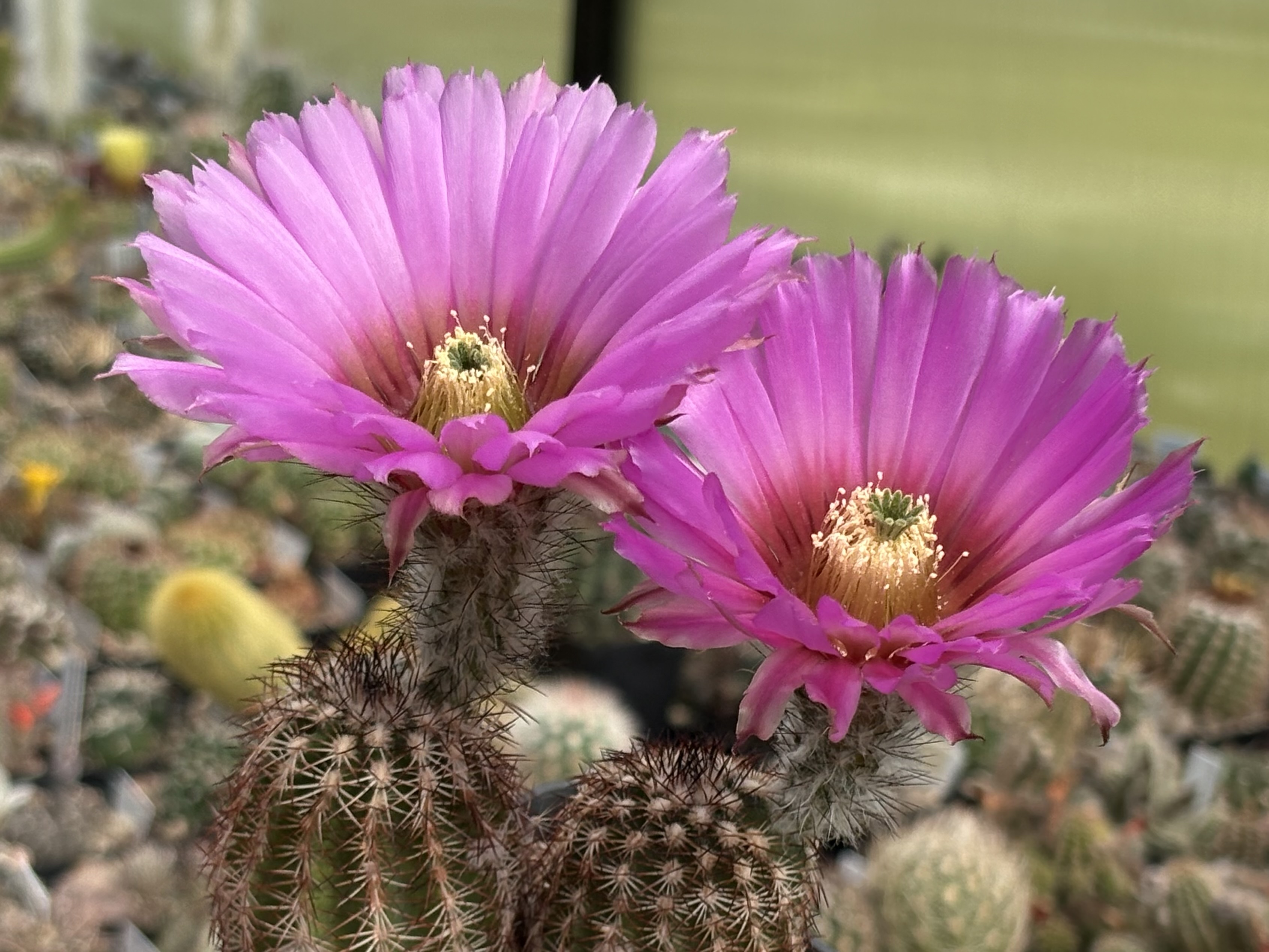 Echinocereus reichenbachii ssp. perbellus JRT 203 (Woodward Co, 442m, OK)