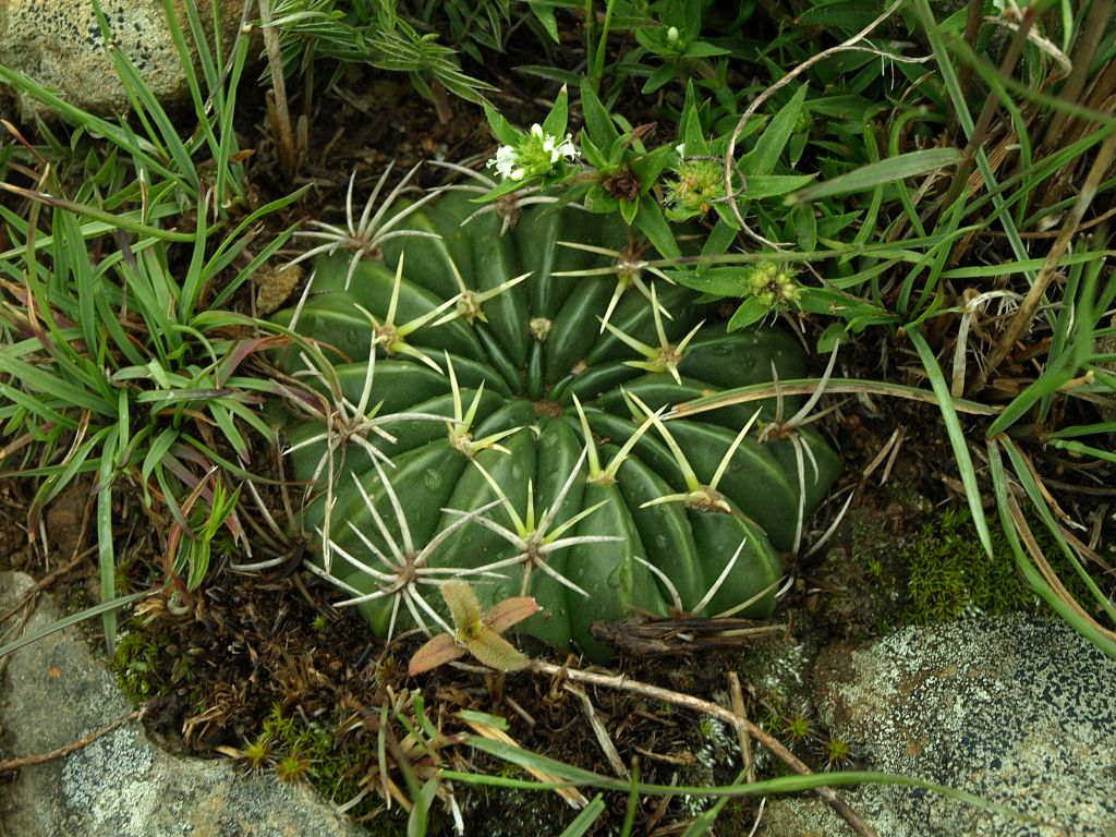Lobivia cinnabarina TB 836.1 (SW Azurduy, Bol)
