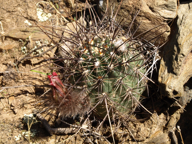 Lobivia haematantha TB 377.1 (Cachi Adentro)