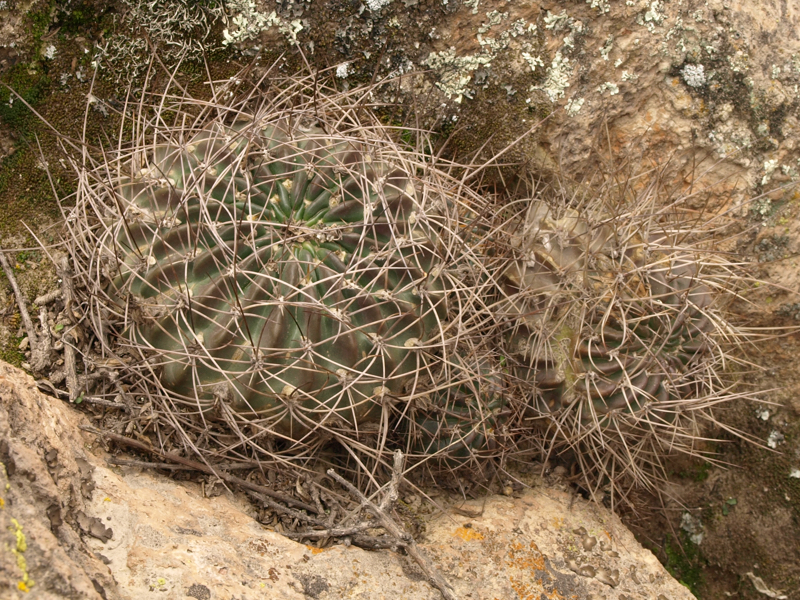 Lobivia pampana TB 263.1 (Yura - Pampa de Arrieros, Peru)