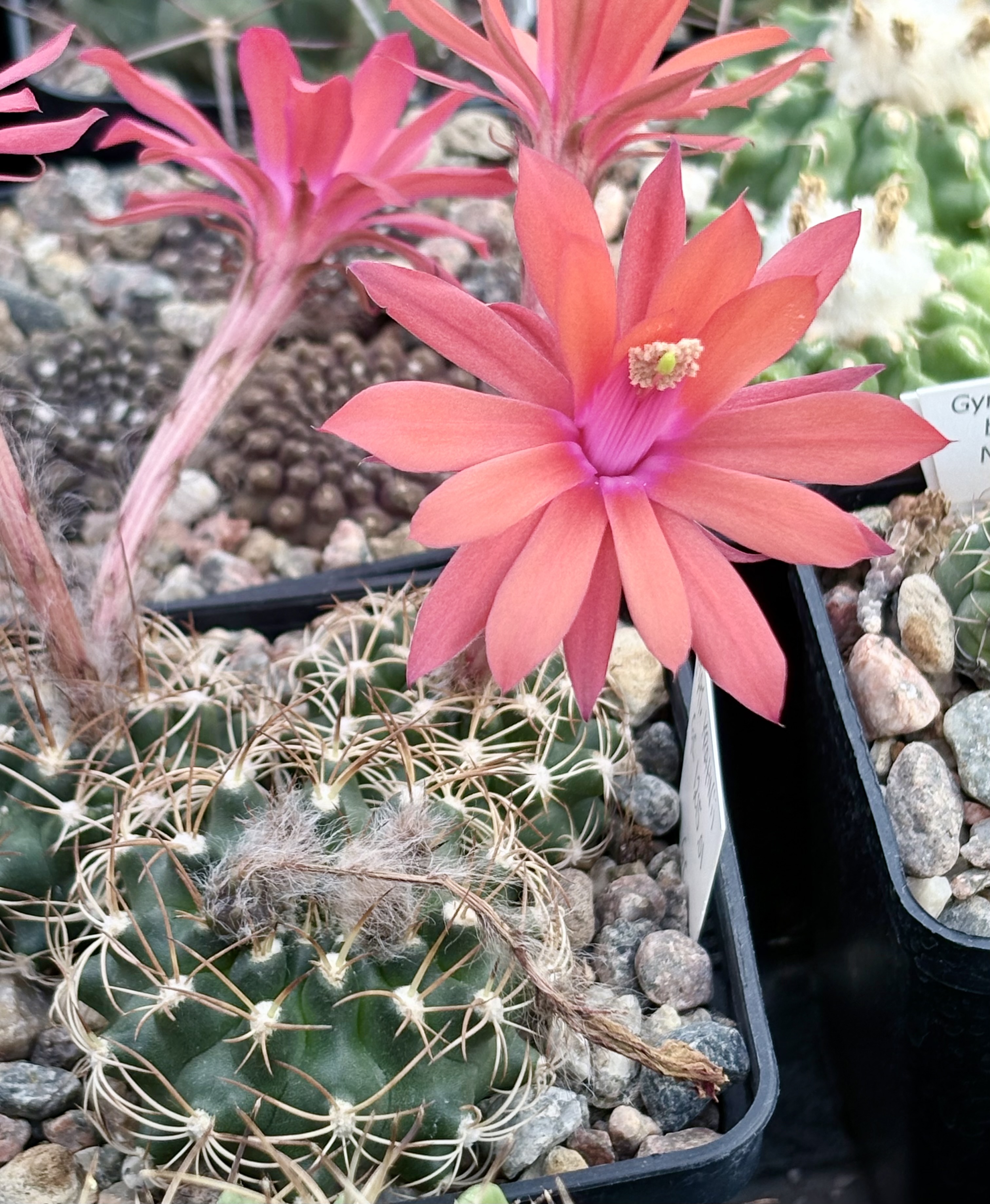 Matucana krahnii GC 1215.01