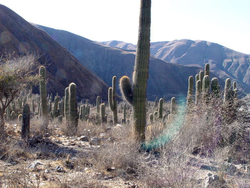 Trichocereus terscheckii TB 3.3
