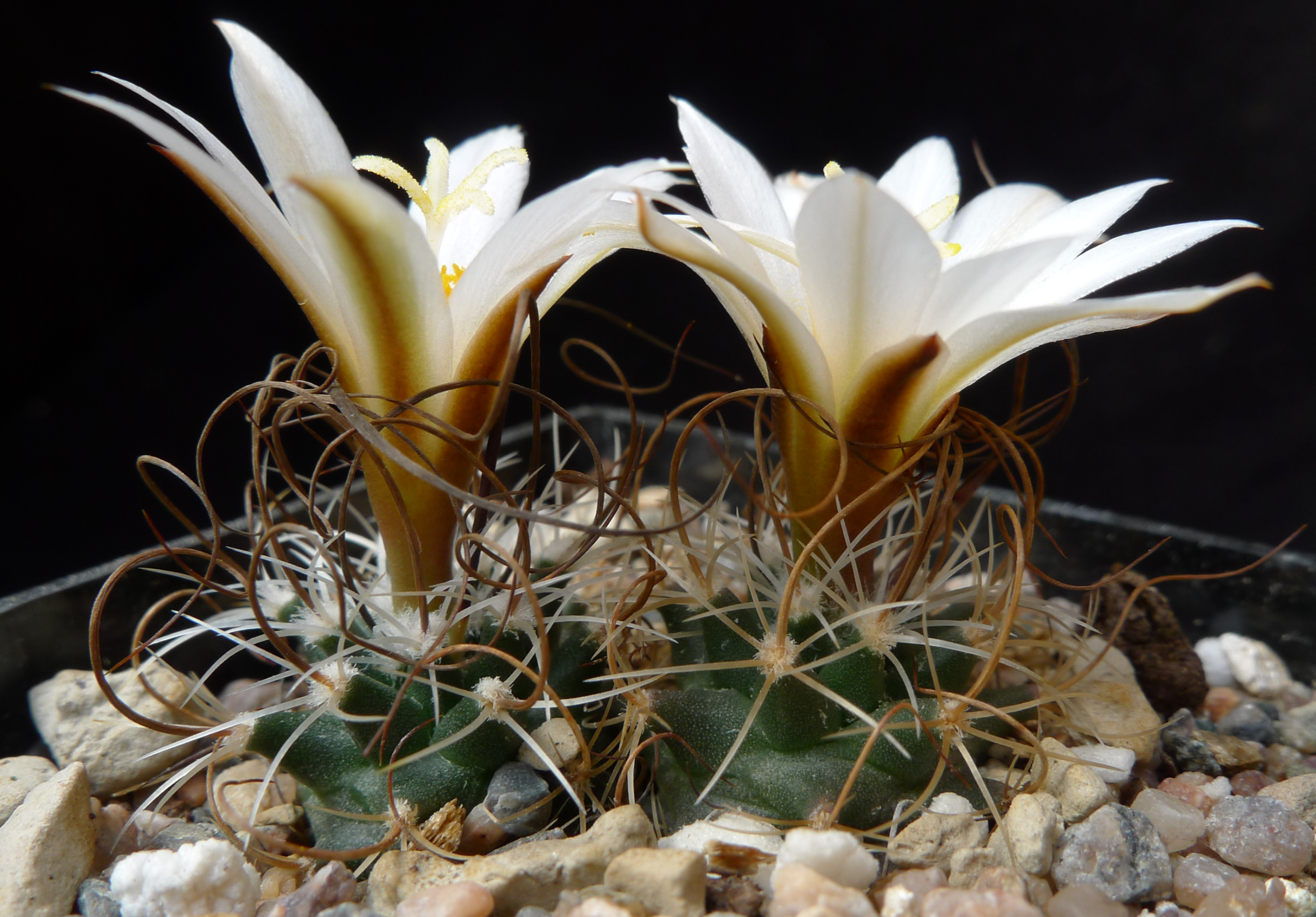Turbinicarpus graminispinus