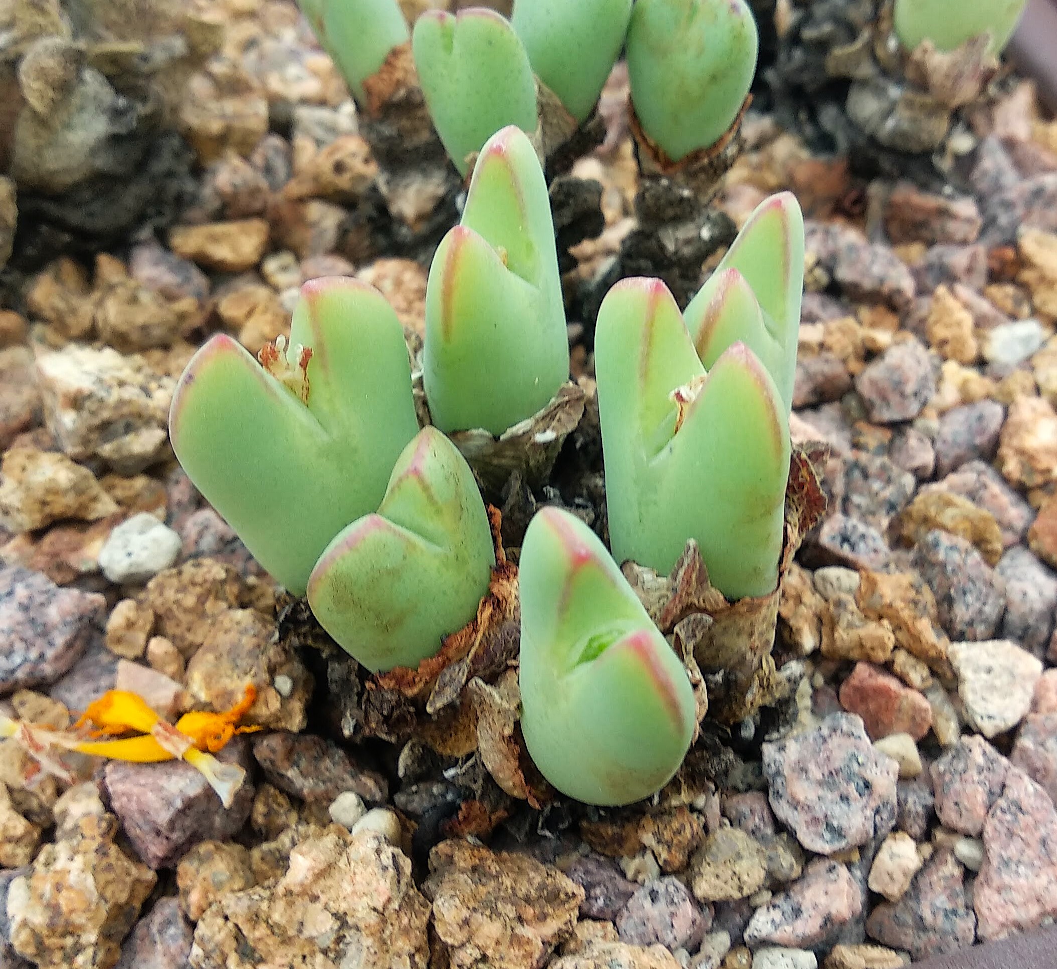 Conophytum bilobum (Rietfontein)