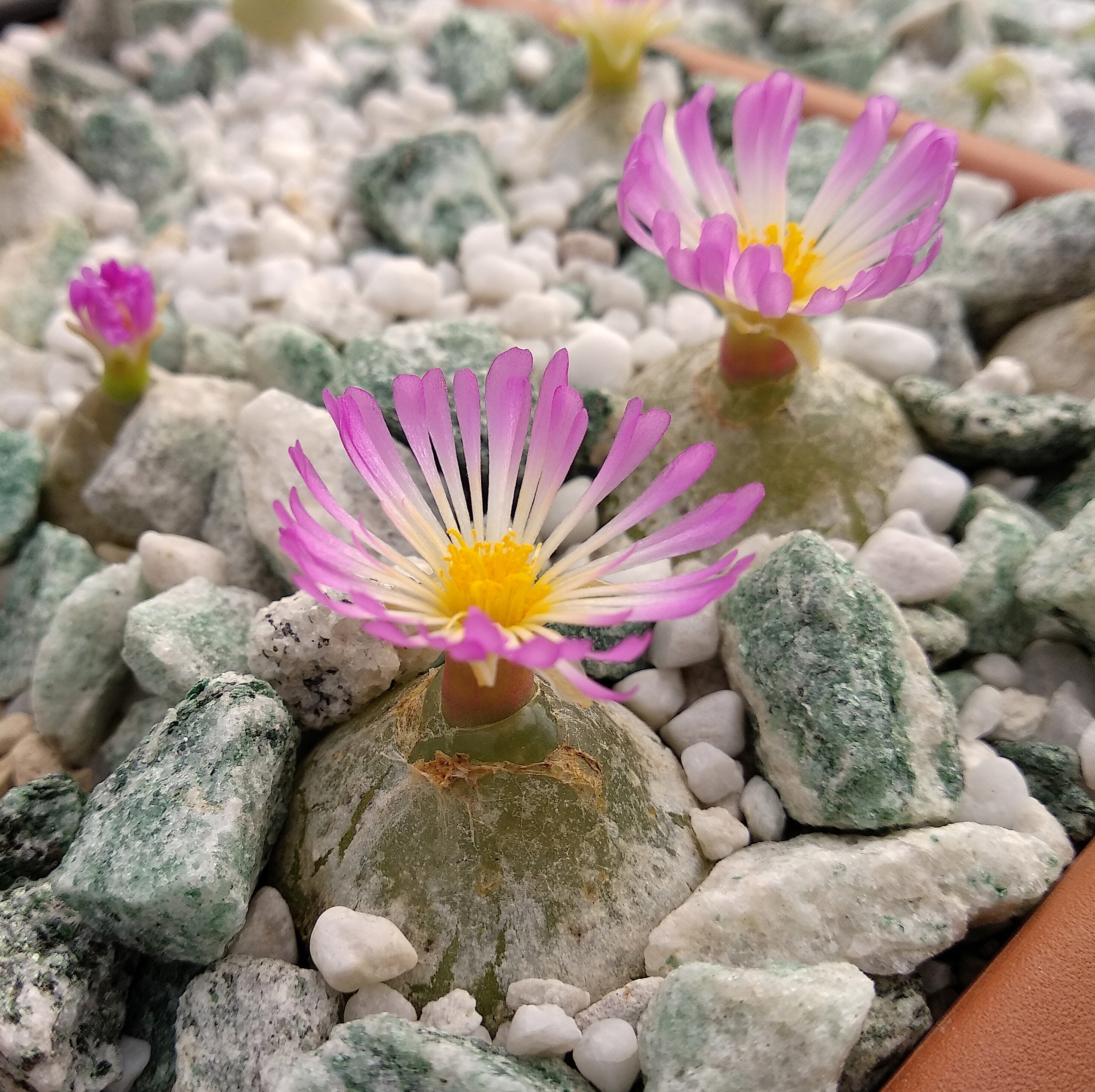 Conophytum burgeri (Aggenys)