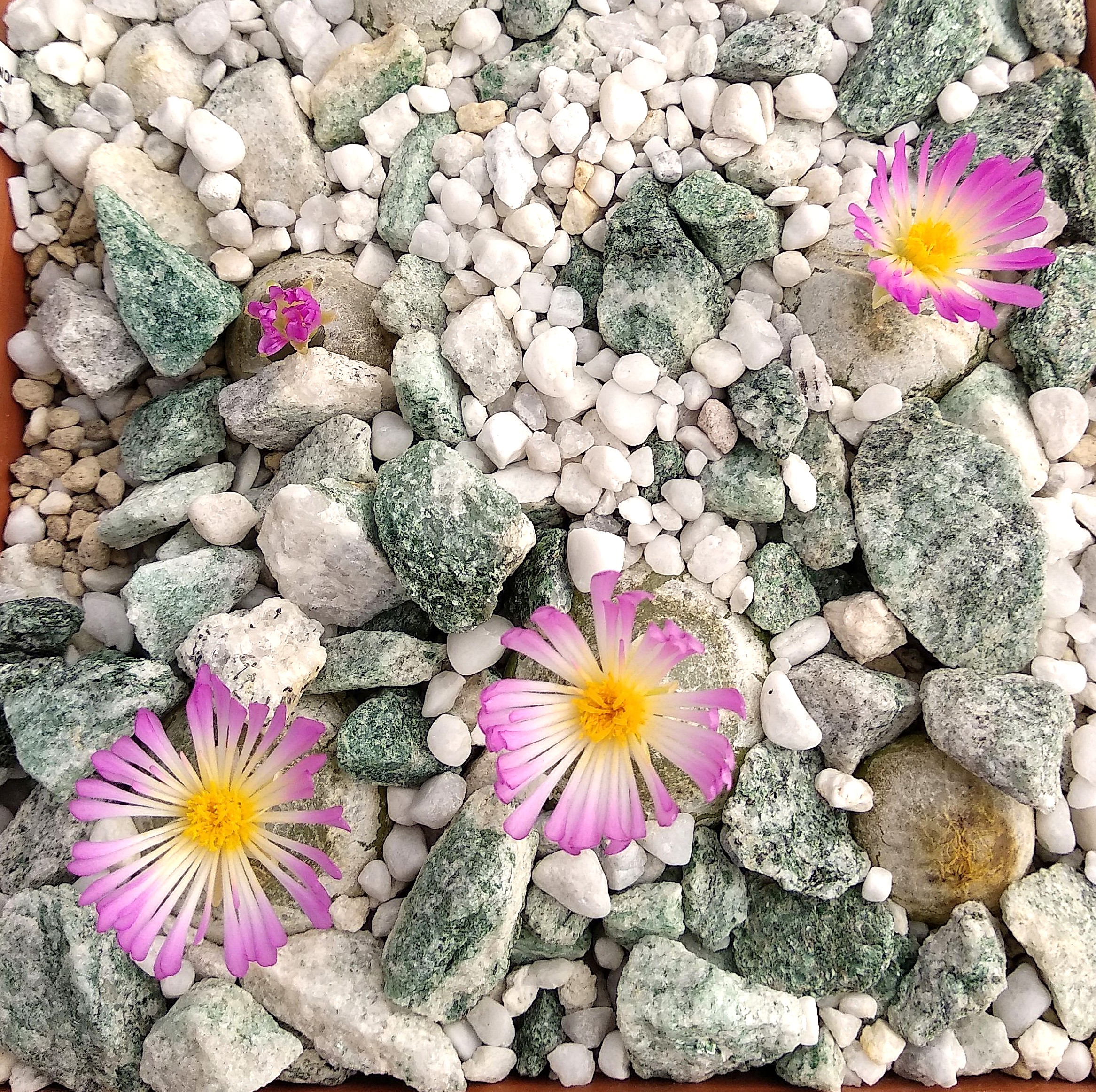 Conophytum burgeri (Aggenys) - 2