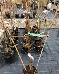 Prunus persica Redhaven   (CAC) St.JulA  Spaljé 1 vån Co - 3